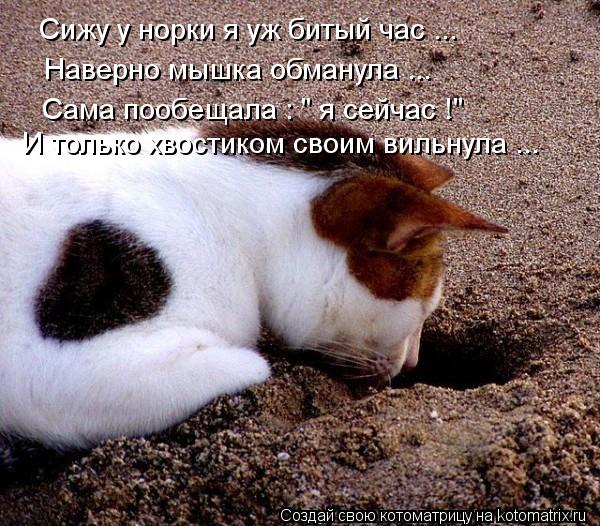 Котоматрица: Сижу у норки я уж битый час ...  Наверно мышка обманула ... И только хвостиком своим вильнула ... Сама пообещала : " я сейчас !"