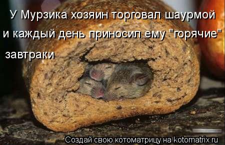 Котоматрица: У Мурзика хозяин торговал шаурмой и каждый день приносил ему "горячие"  завтраки