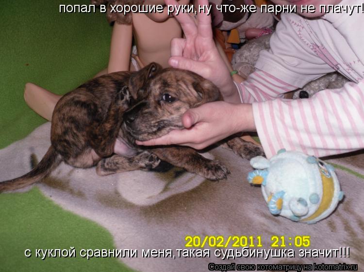 Котоматрица: попал в хорошие руки,ну что-же парни не плачут!с куклой сравнили меня,такая судьбинушка значит!!! с куклой сравнили меня,такая судьбинушка з