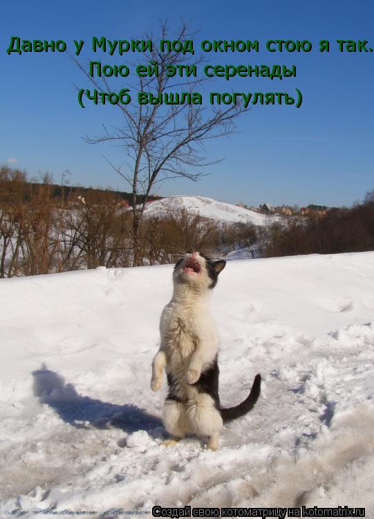 Котоматрица: Давно у Мурки под окном стою я так.... Пою ей эти серенады(чтоб вышла погулять)(  Пою ей эти серенады (Чтоб вышла погулять)