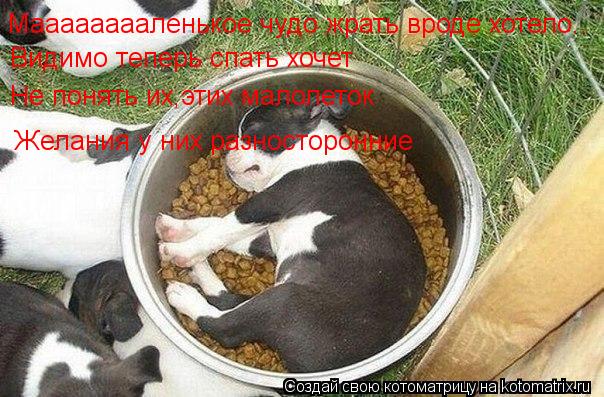 Котоматрица: Мааааааааленькое чудо жрать вроде хотело.. Видимо теперь спать хочет Не понять их,этих малолеток Желания у них разносторонние