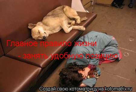 Котоматрица: Главное правило жизни - занять удобную позицию