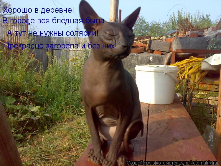 Котоматрица: Хорошо в деревне! В городе вся бледная была А тут не нужны солярии! Прекрасно загорела и без них!