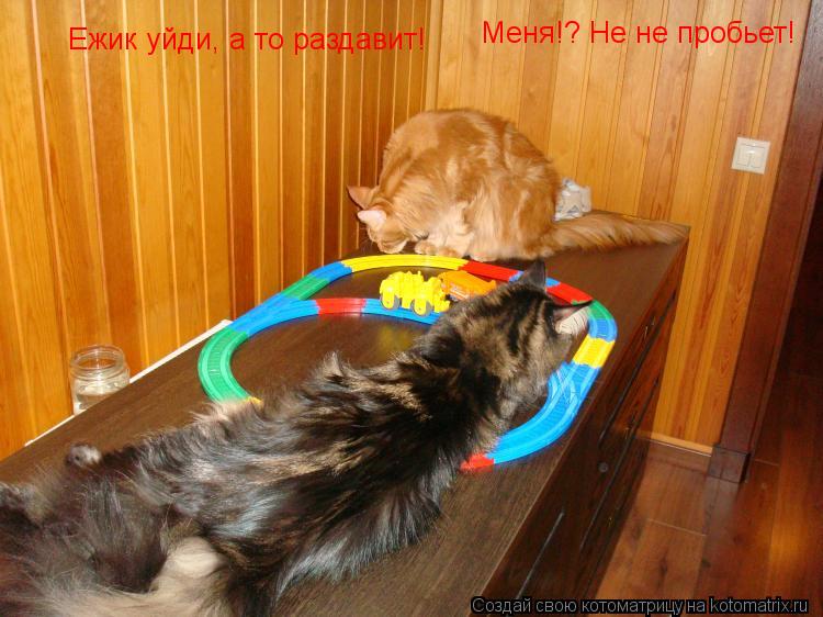 Ежик уйди, а то раздавит! Меня!? Не не пробьет! Меня!? Не не пробьет!... Котоматрица: Ежик уйди, а то раздавит! Меня!? Не не пробьет! Меня!? Не не пробьет!