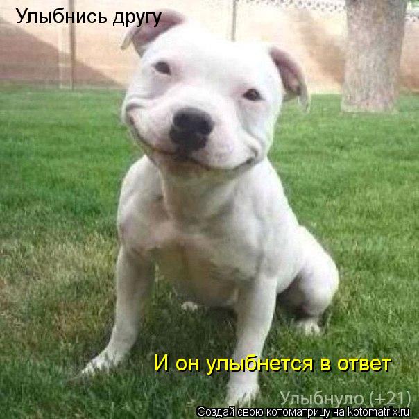 Улыбнись другу И он улыбнется в ответ... Котоматрица: Улыбнись другу И он улыбнется в ответ