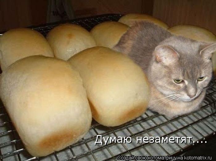 Думаю незаметят....... Котоматрица: Думаю незаметят....