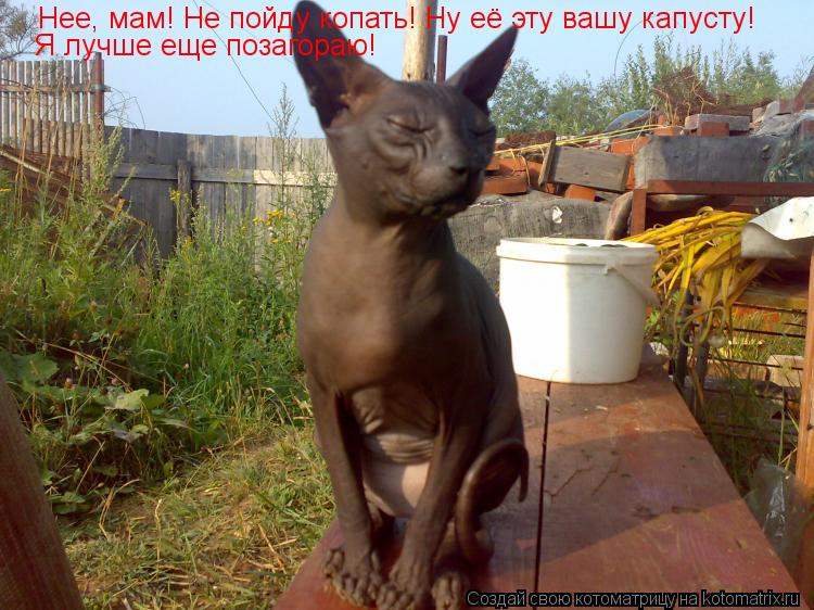 Нее, мам! Не пойду копать! Ну её эту вашу капусту! Я лучше еще позагораю!... Котоматрица: Нее, мам! Не пойду копать! Ну её эту вашу капусту! Я лучше еще позагораю!