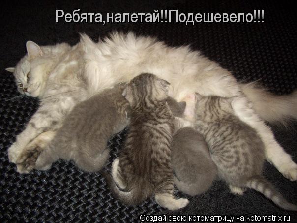 Ребята,налетай!!Подешевело!!!... Котоматрица: Ребята,налетай!!Подешевело!!!