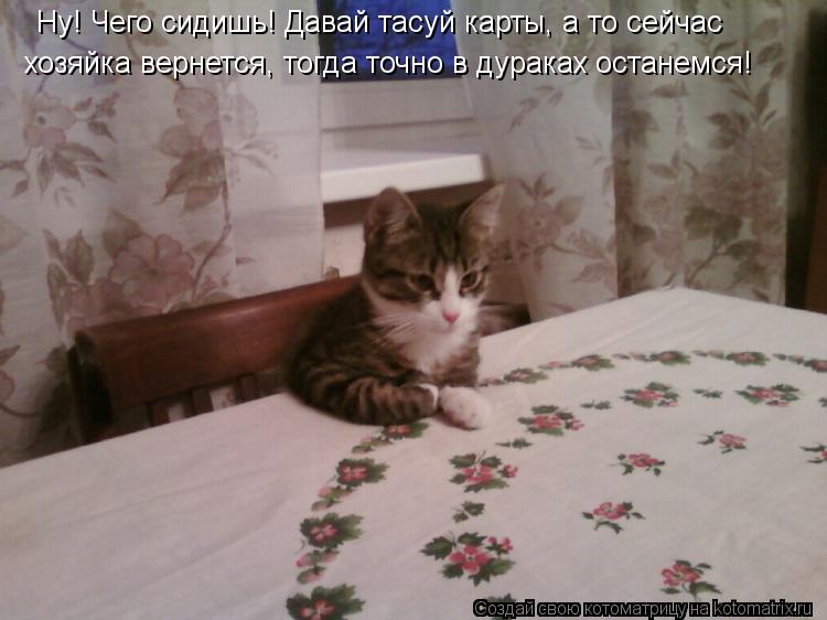 Ну! Чего сидишь! Давай тасуй карты, а то сейчас хозяйка вернется, тогда точно в дураках останемся!... Котоматрица: Ну! Чего сидишь! Давай тасуй карты, а то сейчас хозяйка вернется, тогда точно в дураках останемся!