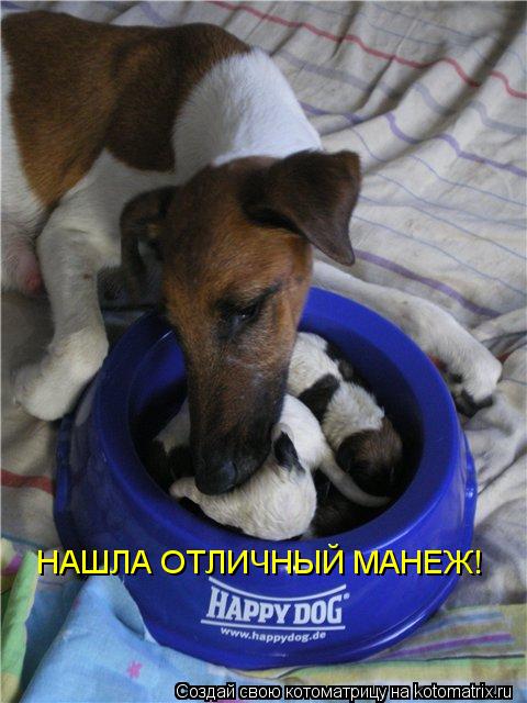 НАШЛА ОТЛИЧНЫЙ МАНЕЖ!... Котоматрица: НАШЛА ОТЛИЧНЫЙ МАНЕЖ!