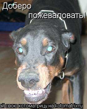 Доберо пожеваловать!... Котоматрица: Доберо пожеваловать!