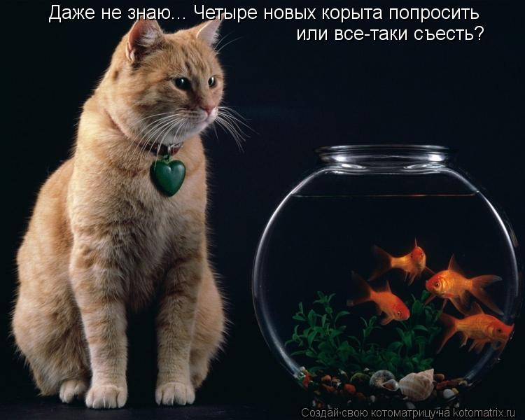Даже не знаю... Четыре новых корыта попросить или все-таки съесть?... Котоматрица: Даже не знаю... Четыре новых корыта попросить или все-таки съесть?