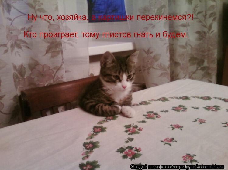 Ну что, хозяйка, в картишки перекинемся?! Кто проиграет, тому глистов гнать и буд... Котоматрица: Ну что, хозяйка, в картишки перекинемся?! Кто проиграет, тому глистов гнать и будем.