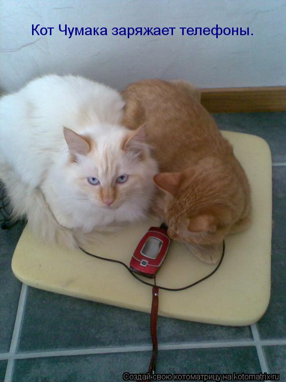 Кот Чумака заряжает телефоны.... Котоматрица: Кот Чумака заряжает телефоны.
