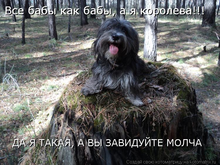 Все бабы как бабы, а я королева!!! Все бабы как бабы, а я королева!!! ДА Я ТАКАЯ, А ВЫ ЗАВИДУЙТЕ МОЛЧ... Котоматрица: Все бабы как бабы, а я королева!!! Все бабы как бабы, а я королева!!! ДА Я ТАКАЯ, А ВЫ ЗАВИДУЙТЕ МОЛЧА