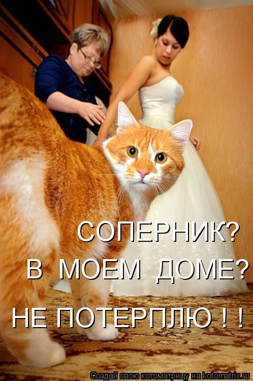 СОПЕРНИК? В МОЕМ ДОМЕ? НЕ ПОТЕРПЛЮ ! ! !... Котоматрица: СОПЕРНИК? В МОЕМ ДОМЕ? НЕ ПОТЕРПЛЮ ! ! !
