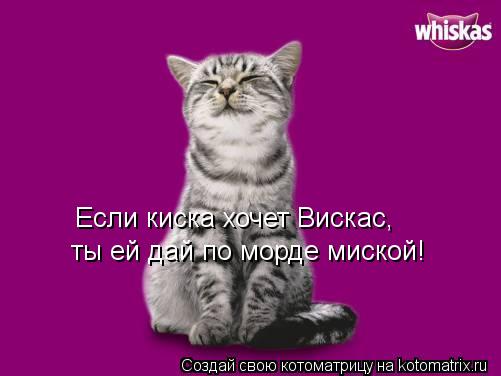 Если киска хочет Вискас, ты ей дай по морде миской!... Котоматрица: Если киска хочет Вискас, ты ей дай по морде миской!