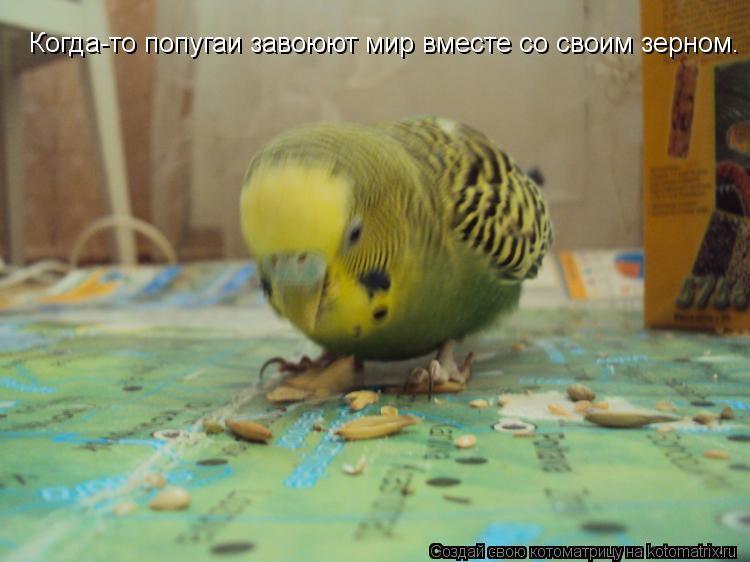 Когда-то попугаи завоюют мир вместе со своим зерном.... Котоматрица: Когда-то попугаи завоюют мир вместе со своим зерном.