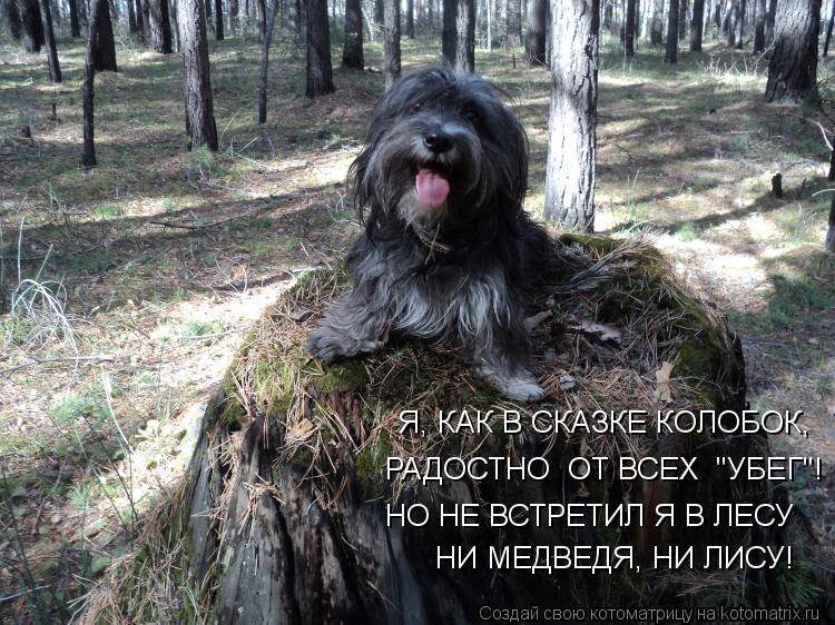 Я, КАК В СКАЗКЕ КОЛОБОК, РАДОСТНО ОТ ВСЕХ "УБЕГ"! НО НЕ ВСТРЕТИЛ Я В ЛЕСУ НИ МЕДВЕДЯ, НИ ЛИСУ!... Котоматрица: Я, КАК В СКАЗКЕ КОЛОБОК, РАДОСТНО ОТ ВСЕХ "УБЕГ"! НО НЕ ВСТРЕТИЛ Я В ЛЕСУ НИ МЕДВЕДЯ, НИ ЛИСУ!