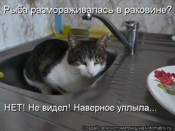 Рыба размораживалась в раковине? НЕТ! Не видел! Наверное уплыла...... Котоматрица: Рыба размораживалась в раковине? НЕТ! Не видел! Наверное уплыла...