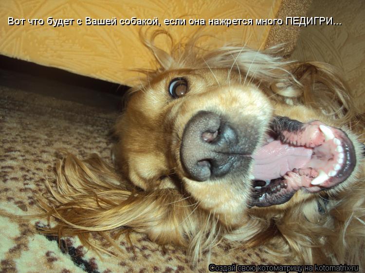 Вот что будет с Вашей собакой, если она нажрется много ПЕДИГРИ...... Котоматрица: Вот что будет с Вашей собакой, если она нажрется много ПЕДИГРИ...