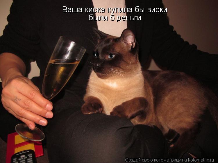 Ваша киска купила бы виски были б деньги... Котоматрица: Ваша киска купила бы виски были б деньги