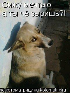 Сижу мечтаю, а ты чё зыришь?!... Котоматрица: Сижу мечтаю, а ты чё зыришь?!