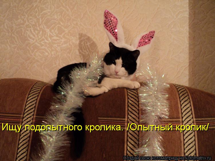 Ищу подопытного кролика. /Опытный кролик/... Котоматрица: Ищу подопытного кролика. /Опытный кролик/