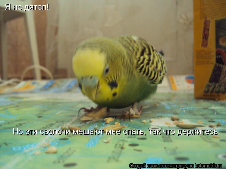 Я не дятел! Но эти сволочи мешают мне спать, так что держитесь... Котоматрица: Я не дятел! Но эти сволочи мешают мне спать, так что держитесь