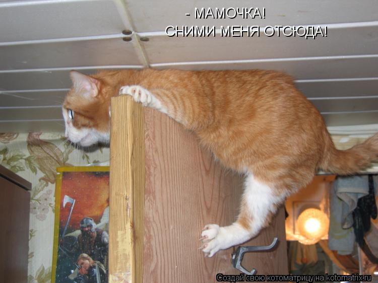 - МАМОЧКА! СНИМИ МЕНЯ ОТСЮДА!... Котоматрица: - МАМОЧКА! СНИМИ МЕНЯ ОТСЮДА!