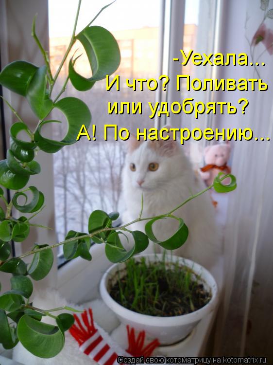 -Уехала... И что? Поливать или удобрять? А! По настроению...... Котоматрица: -Уехала... И что? Поливать или удобрять? А! По настроению...