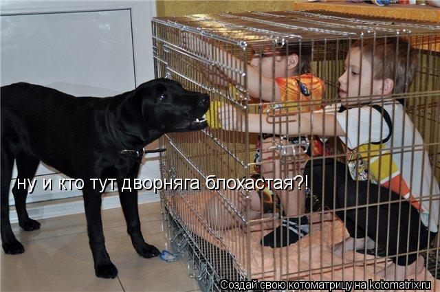ну и кто тут дворняга блохастая?!... Котоматрица: ну и кто тут дворняга блохастая?!