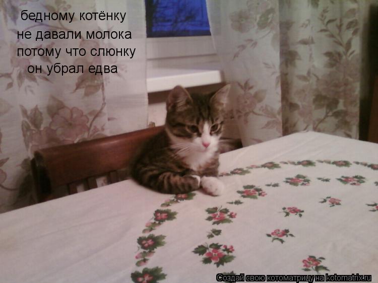 бедному котёнку не давали молока потому что слюнку он убрал едва... Котоматрица: бедному котёнку не давали молока потому что слюнку он убрал едва