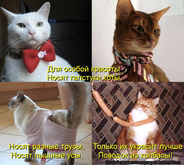 Носят разные трусы, Только их украсит лучше Носят пышные усы, Поводок из колбасы! Для особой... Котоматрица: Носят разные трусы, Только их украсит лучше Носят пышные усы, Поводок из колбасы! Для особой красоты Носят галстуки коты,