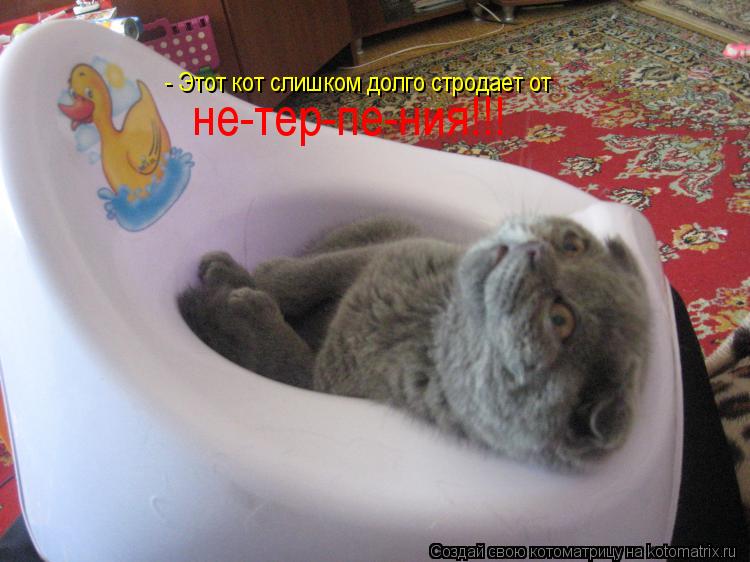 - Этот кот слишком долго стродает от не-тер-пе-ния!!!... Котоматрица: - Этот кот слишком долго стродает от не-тер-пе-ния!!!