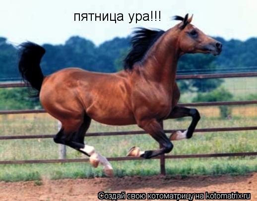 пятница ура!!!... Котоматрица: пятница ура!!!