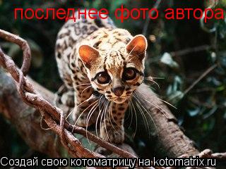 последнее фото автора... Котоматрица: последнее фото автора