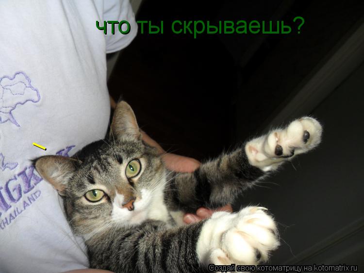 _ что ты скрываешь?... Котоматрица: _ что ты скрываешь?