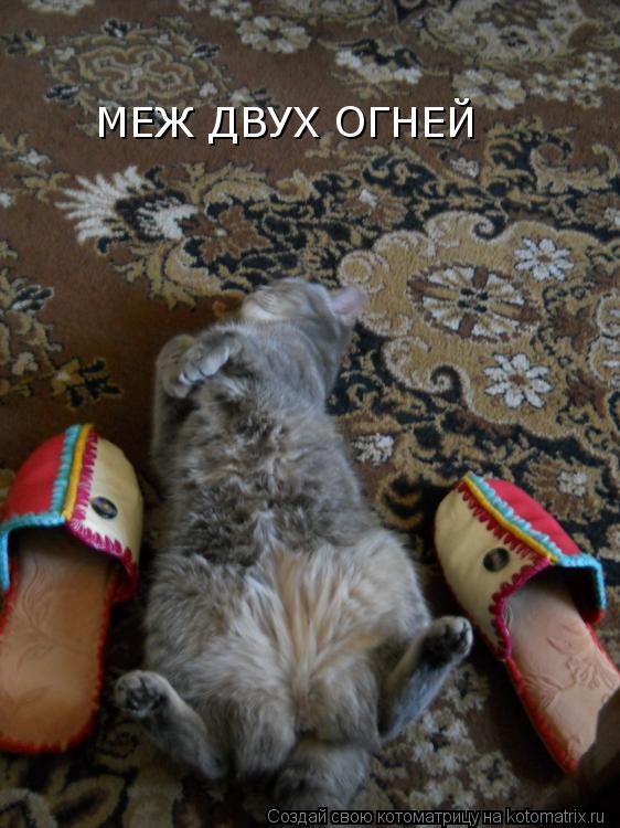МЕЖ ДВУХ ОГНЕЙ... Котоматрица: МЕЖ ДВУХ ОГНЕЙ