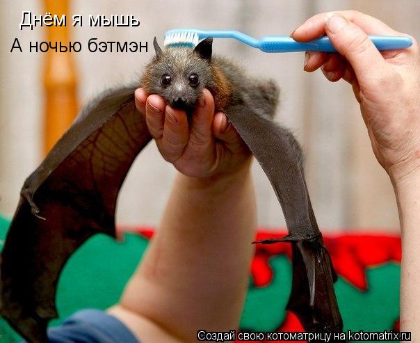 Днём я мышь А ночью бэтмэн... Котоматрица: Днём я мышь А ночью бэтмэн