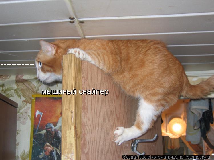 ------------- мышиный снайпер... Котоматрица: ------------- мышиный снайпер