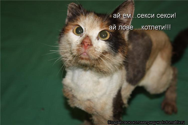 ай ем...секси секси! ай лове ...котлети!!! ай лове ...котлети!!!... Котоматрица: ай ем...секси секси! ай лове ...котлети!!! ай лове ...котлети!!!