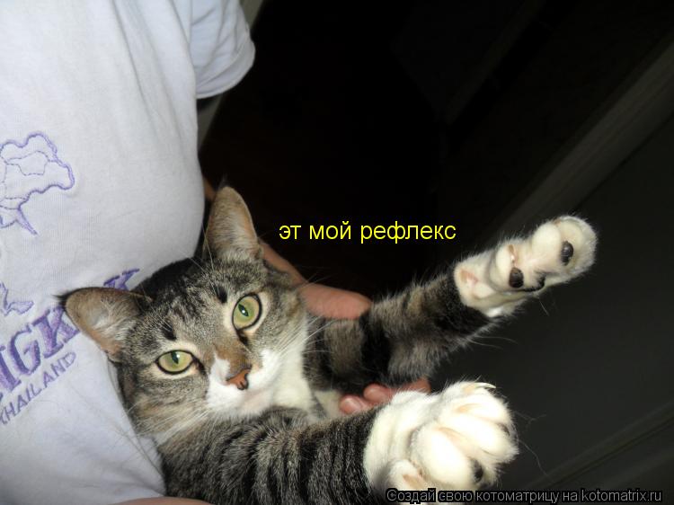 эт мой рефлекс... Котоматрица: эт мой рефлекс