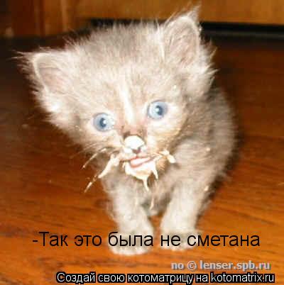 -Так это была не сметана... Котоматрица: -Так это была не сметана