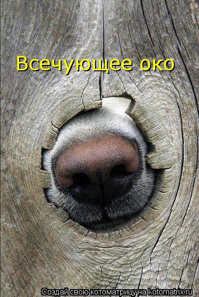 Всечующее око... Котоматрица: Всечующее око