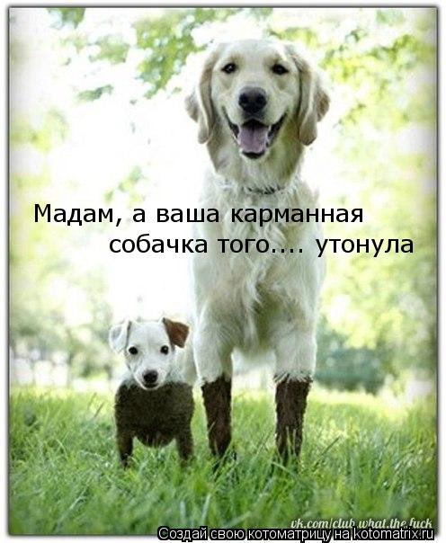 Мадам, а ваша карманная собачка того.... утонула... Котоматрица: Мадам, а ваша карманная собачка того.... утонула
