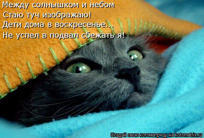 Между солнышком и небом Стаю туч изображаю! Дети дома в воскресенье... Не успел в подвал сбежать я!... Котоматрица: Между солнышком и небом Стаю туч изображаю! Дети дома в воскресенье... Не успел в подвал сбежать я!