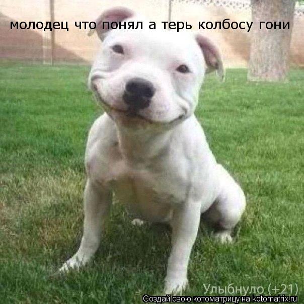 молодец что понял а терь колбосу гони... Котоматрица: молодец что понял а терь колбосу гони
