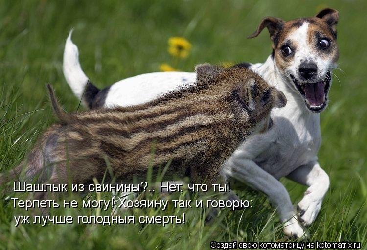 Шашлык из свинины?.. Нет, что ты! уж лучше голодныя смерть! Терпеть не могу! Хозяину так и говорю:... Котоматрица: Шашлык из свинины?.. Нет, что ты! уж лучше голодныя смерть! Терпеть не могу! Хозяину так и говорю: