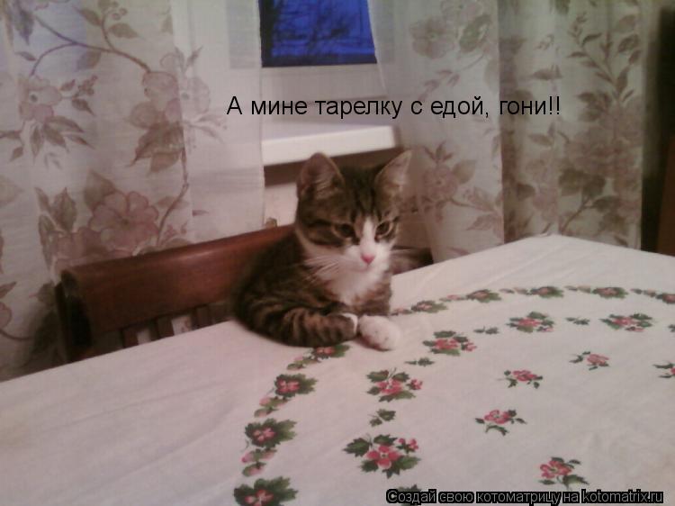 А мине тарелку с едой, гони!!... Котоматрица: А мине тарелку с едой, гони!!